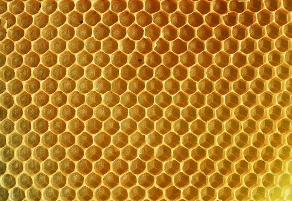 Méhsejt Egy Hatszögletű Prizmás Viaszsejtekből Álló Tömeg Amelyet Méhek Építettek — Stock Fotó