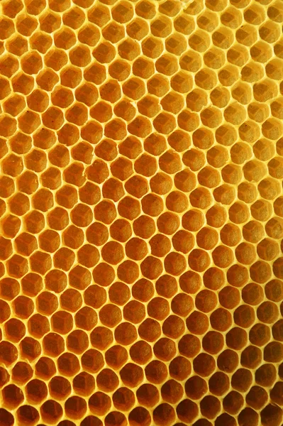 蜂窝状蜂窝是由蜜蜂在蜂巢中筑成的大量六角形质感蜡细胞 用来储存幼虫 蜂蜜和花粉 蜂窝状蜂窝的轴线总是准水平的 而蜂窝状蜂窝状蜂窝的轴线是拱形的 — 图库照片