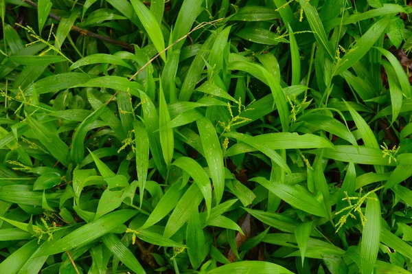 Texture Pattern Formed Top Plants Growing Evenly Ground Green Plants — Stock Photo, Image