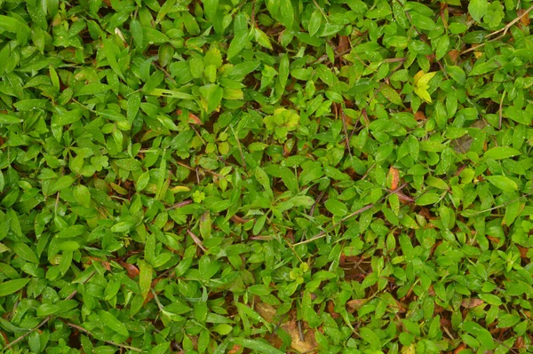 Textura Patrón Formado Desde Parte Superior Las Plantas Que Crecen — Foto de Stock