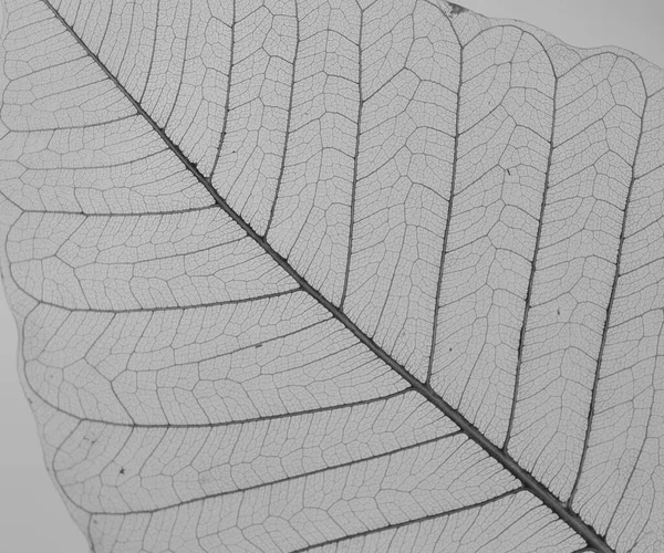 Leaf Skeletons Elegant Intricate Designs Created Distilling Leaf Its Very — Stock Photo, Image