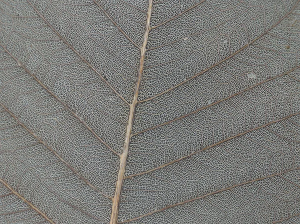 Leaf Skeletons Elegant Intricate Designs Created Distilling Leaf Its Very — Stock Photo, Image