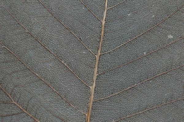 잎자루 골격은 복잡하게 설계되어 있는데 본질까지 갈아서 만듭니다 얼룩이 식물의 — 스톡 사진