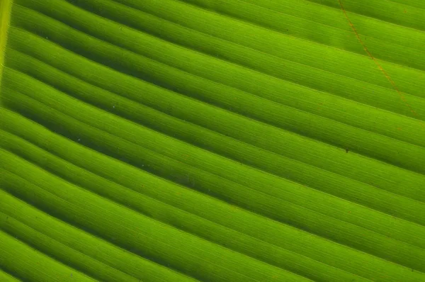 Ein Blatt Ist Das Wichtigste Seitliche Anhängsel Des Gefäßpflanzenstammes Das — Stockfoto