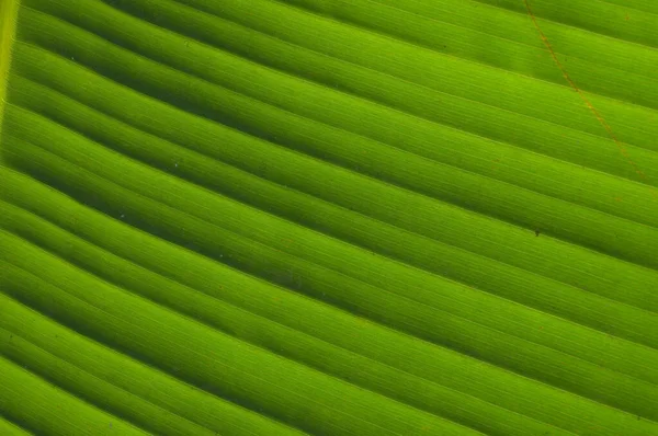 Une Feuille Est Appendice Latéral Principal Tige Plante Vasculaire Habituellement — Photo