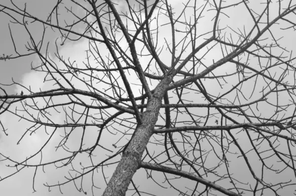 图为在多云的天空中 没有叶子 树皮密密麻麻的树 这个形象是抑郁症的象征 看上去令人沮丧 这棵树没有叶子 有很多叶子 而且图像是单色的 — 图库照片