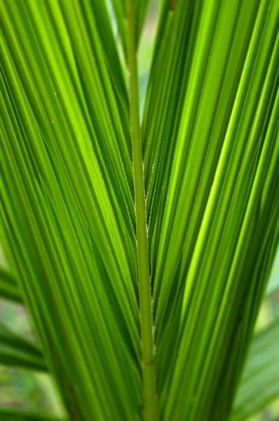 Noix Coco Une Signification Culturelle Religieuse Dans Certaines Sociétés Particulier — Photo