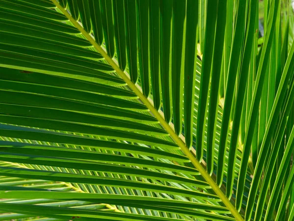 Noix Coco Une Signification Culturelle Religieuse Dans Certaines Sociétés Particulier — Photo