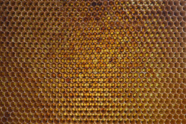 Favo Mel Uma Massa Células Prismáticas Hexagonais Construídas Por Abelhas — Fotografia de Stock