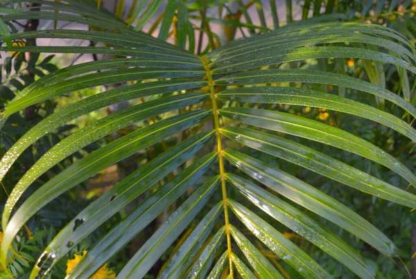 Noix Coco Une Signification Culturelle Religieuse Dans Certaines Sociétés Particulier — Photo