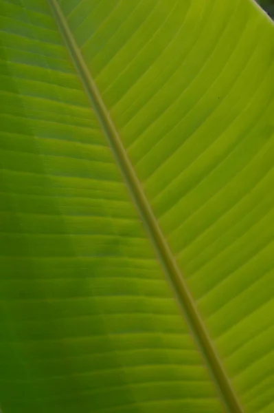 Feuille Banane Est Feuille Plante Banane Qui Peut Produire Jusqu — Photo