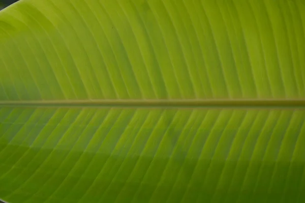 Банановый Лист Лист Бананового Растения Который Производить Листьев Цикле Выращивания — стоковое фото