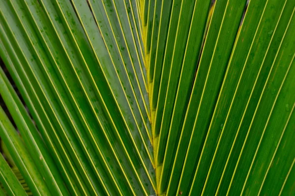 Coco Tem Significado Cultural Religioso Certas Sociedades Particularmente Índia Onde — Fotografia de Stock