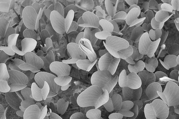 Black White Image Plant Flower Taken Beach Plant Its Flower — Stock Photo, Image