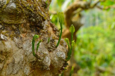Uğur böcekleri genellikle siyah bacakları, kafaları ve antenleri ile kanat örtülerinde küçük siyah noktalar bulunan dikkat çekici sarı, turuncu veya kırmızıdır..