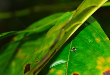 Yaprağın altına saklanmaya çalışan küçük parlak altın örümcek.