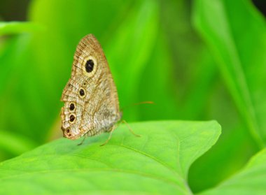 Bir çiçeğin üzerindeki kelebek. Kelebekler yaşadıkları bölgeye özgü bitkilerden nektar elde ederler. İnsanların yiyecek tercihleri olduğu gibi, kelebekler de bazı bitkileri renkleri veya nektanın tatlılığı için tercih ederler.