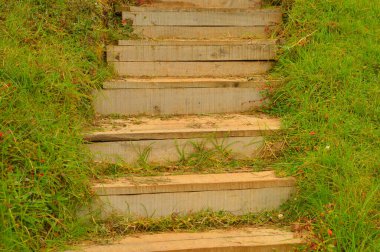 Yeşil duvarda büyüyen sarmaşık sarmaşığı ve yazı için yeri var. Düz zeminde sürünmeye devam ederler, 5 ila 20 cm yüksekliği geçmezler, ama tırmanmak için uygun yüzeylerde, ağaçlar, doğal kaya çıkıntıları veya taş ocağı yüzeyi gibi insan yapımı yapılar da dahil olmak üzere.