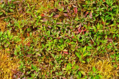 Yeşil duvarda büyüyen sarmaşık sarmaşığı ve yazı için yeri var. Düz zeminde sürünmeye devam ederler, 5 ila 20 cm yüksekliği geçmezler, ama tırmanmak için uygun yüzeylerde, ağaçlar, doğal kaya çıkıntıları veya taş ocağı yüzeyi gibi insan yapımı yapılar da dahil olmak üzere.