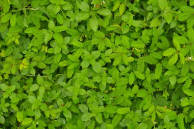 Yeşil duvarda büyüyen sarmaşık sarmaşığı ve yazı için yeri var. Düz zeminde sürünmeye devam ederler, 5 ila 20 cm yüksekliği geçmezler, ama tırmanmak için uygun yüzeylerde, ağaçlar, doğal kaya çıkıntıları veya taş ocağı yüzeyi gibi insan yapımı yapılar da dahil olmak üzere.