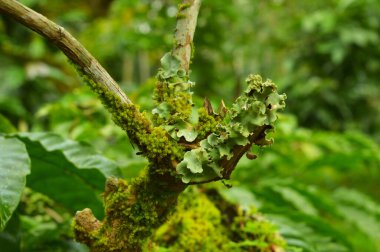 Ağaç dalında büyüyen mantar ve yosun. Ağaç gövdelerini çürüten mantarlar gerçek sanat eserlerini ağaçta ortaya çıkarabilir. Ancak doğada, çürümeye neden olan mantarlar sadece ağacı süslemekle kalmaz, aynı zamanda onu da yok eder..