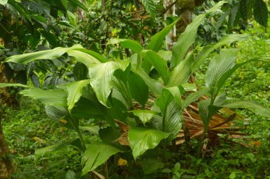 Kızıl bitkilerin resmi. Zencefil (Zingiber officinale), turunç, zencefil kökü veya zencefil kökü yaygın olarak baharat ve halk ilacı olarak kullanılan bir çiçek bitkisidir. Ticari olarak ihraç edilen en popüler zencefil türlerinden biri olan kuru zencefil, dryi 'den geçmelidir.