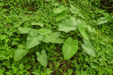 Kolocasia yaprakları vahşi doğada büyüyor. Colocasia, Araceae familyasından Güneydoğu Asya ve Hindistan 'da yetişen bir bitki cinsidir..