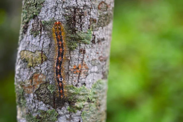 Ladybugs กจะม นได เหล แดงท าขนาดเล กบนผ าคล กของพวกเขาด วยขาด — ภาพถ่ายสต็อก