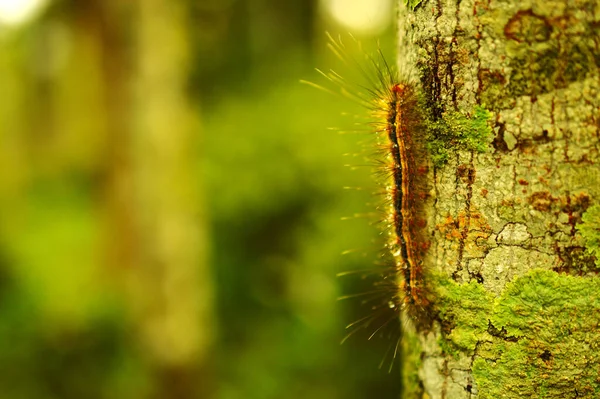 Les Coccinelles Sont Souvent Couleur Jaune Orange Rouge Avec Petites — Photo