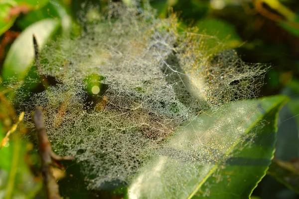 クモの巣の糸は 糸の中で定期的に発生するラフな親水性 水引き パフで構成されています 結露点で糸に凝結した水が動き これらの水を集めて合体させ Tを形成します — ストック写真