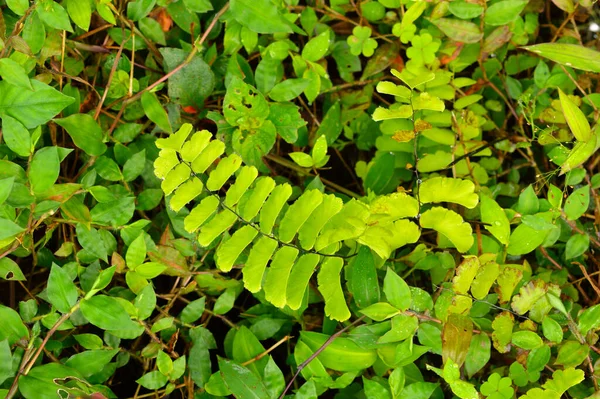 Resim Yeşilin Farklı Tonlarına Sahip Diğer Bitkilerle Çevrili Açık Yeşil — Stok fotoğraf