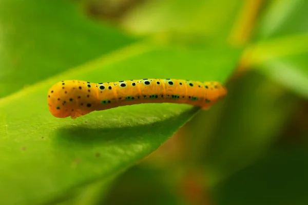 Araignée Géante Colorée Bois Sur Toile Trouve Couramment Dans Les — Photo