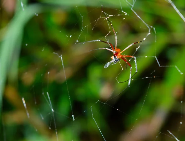 Uma Aranha Vermelha Ocupada Tecer Uma Teia Aranha Teia Aranha — Fotografia de Stock
