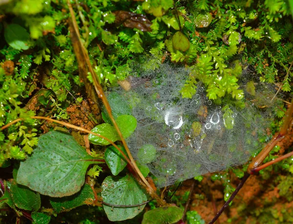 クモの巣の糸は 糸の中で定期的に発生するラフな親水性 水引き パフで構成されています 結露点で糸に凝結した水が動き これらの水を集めて合体させ Tを形成します — ストック写真