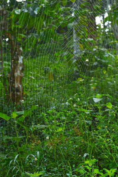 Der Seidenfaden Eines Spinnennetzes Besteht Aus Groben Hydrophilen Wasseranziehenden Bläschen — Stockfoto