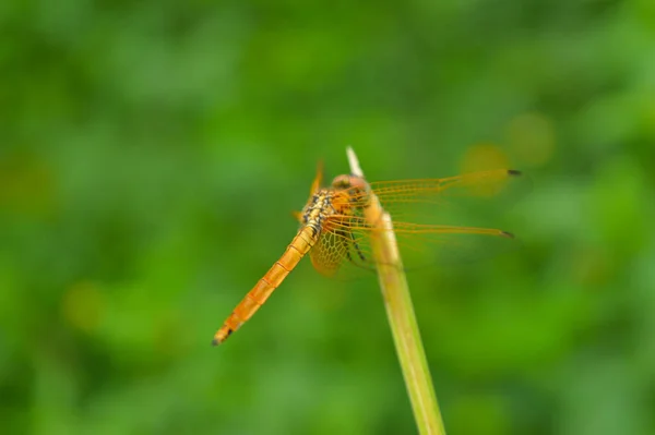 dragon fly on a leaf. Adult dragonflies are characterized by large, multifaceted eyes, two pairs of strong, transparent wings, sometimes with coloured patches, and an elongated body. At the end of its larval stage, the dragonfly crawls out of the wat