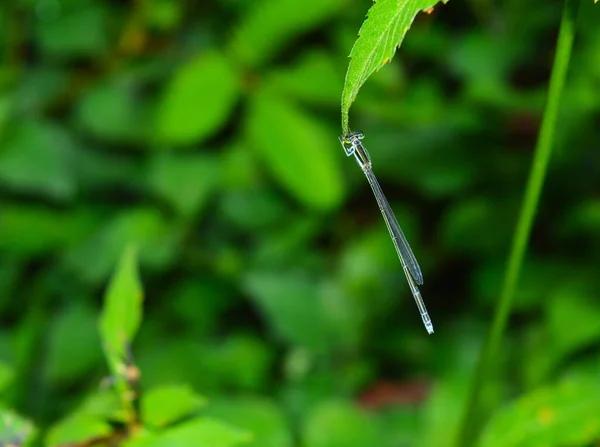 dragon fly on a leaf. Adult dragonflies are characterized by large, multifaceted eyes, two pairs of strong, transparent wings, sometimes with coloured patches, and an elongated body. At the end of its larval stage, the dragonfly crawls out of the wat