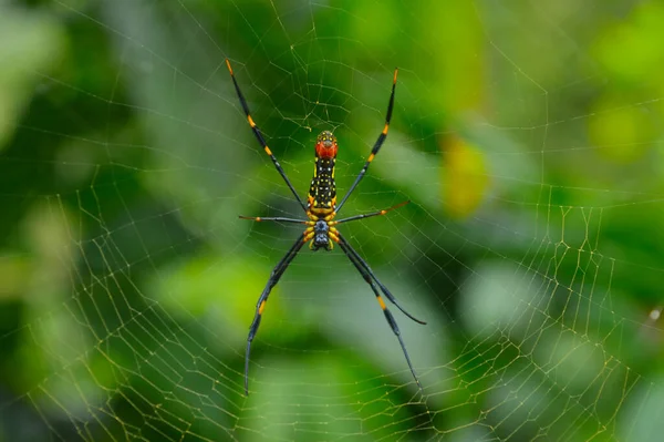 Aranha Madeira Gigante Colorida Sua Teia Comumente Encontrado Florestas Primárias — Fotografia de Stock