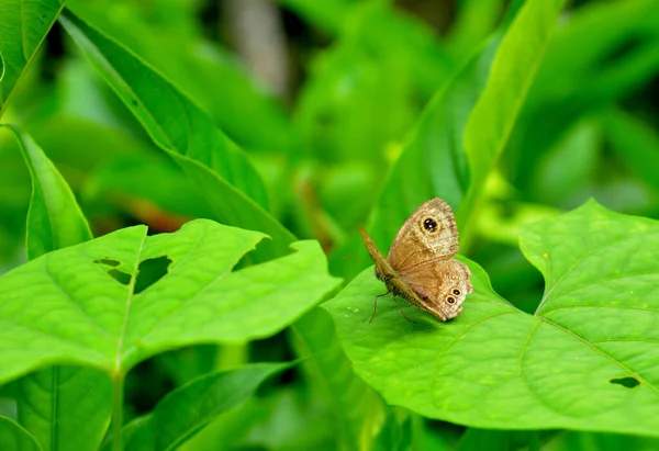 花に蝶 生息する地域に自生する植物から蜜を得る 人間が食べ物の好みを持っているように 蝶は彼らの色や蜜の甘さのために特定の植物を好む — ストック写真