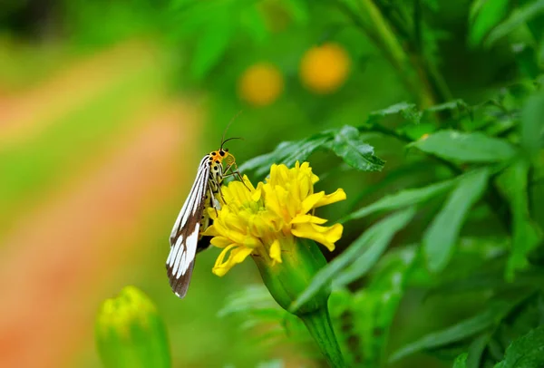 Butterfly on a flower. Butterflies get nectar from plants that are native to the region in which they live. Just as humans have food preferences, butterflies prefer certain plants for their color or for the sweetness of the necta