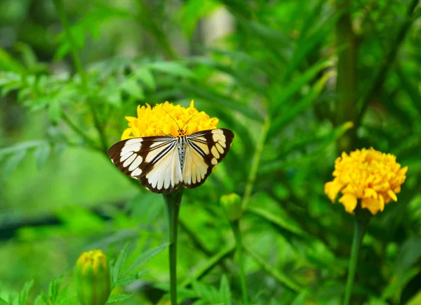 Butterfly on a flower. Butterflies get nectar from plants that are native to the region in which they live. Just as humans have food preferences, butterflies prefer certain plants for their color or for the sweetness of the necta