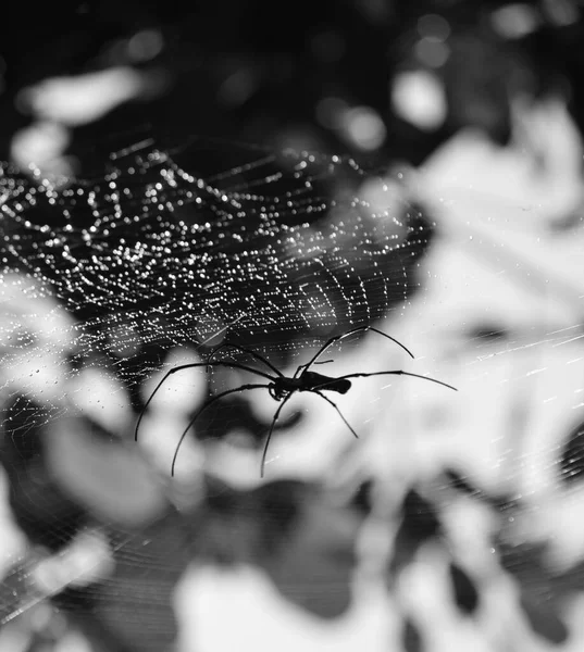Cırcır Böcekleri Gryllidae Familyası Aynı Zamanda Astrue Cırcır Böcekleri Olarak — Stok fotoğraf