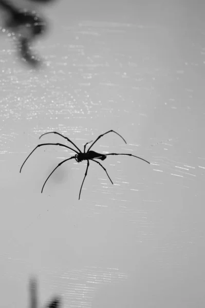 Cırcır böcekleri, Gryllidae familyası, aynı zamanda astrue cırcır böcekleri olarak da bilinir, çekirgeler ve çekirgelerle yakından ilişkili çekirgeler. Bedenleri ve longantenleri biraz düzleşmiş. Bir tane...