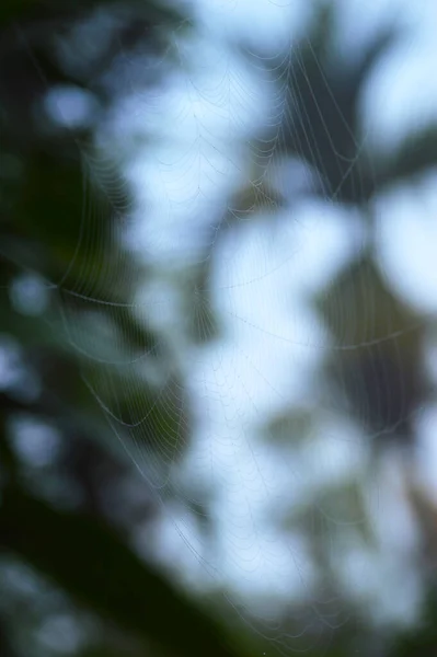 蜘蛛网的丝线是由粗硬的亲水 泡组成 这种泡在丝线中周期性发生 在露点凝结在线上的水在这些热爱水的膨胀处流动 聚集和聚集 形成了T — 图库照片