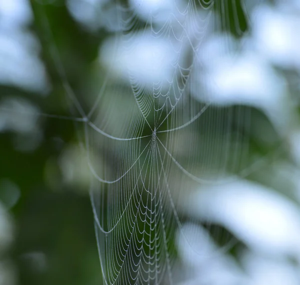 Fil Soie Une Toile Araignée Est Constitué Bouffées Hydrophile Rugueuses — Photo