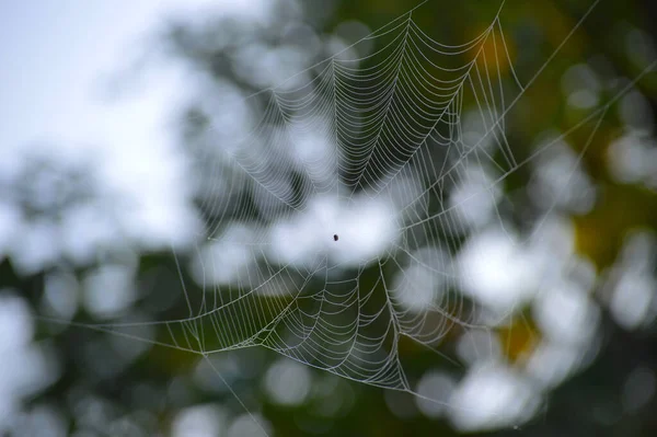 Firul Mătase Unei Pânze Păianjen Este Alcătuit Din Pufuri Hidrofile — Fotografie, imagine de stoc