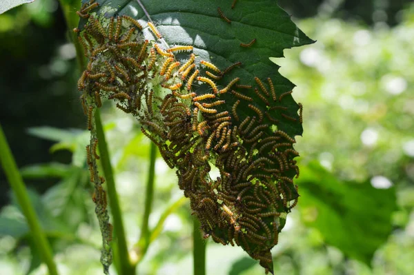 Grilos Familygryllidae Também Conhecido Grilos Astrue Estão Setores Pouco Relacionados — Fotografia de Stock