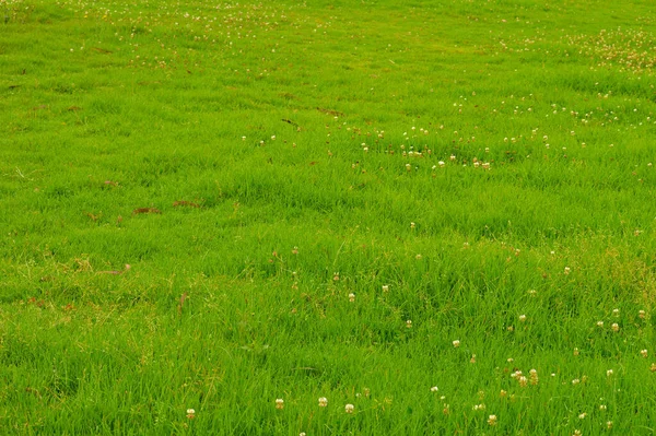 Hierba Verde Con Diminutas Flores Blancas Formando Una Textura Mañana — Foto de Stock