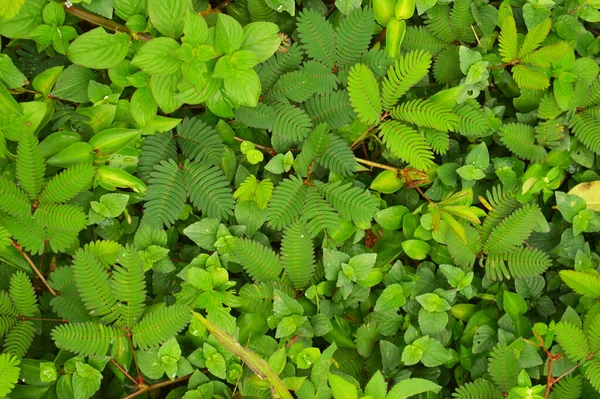 Vid Hiedra Creciendo Una Pared Verde Con Espacio Para Texto — Foto de Stock