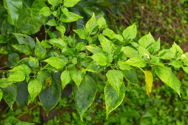 Kis Zöld Chili Ami Nagyon Fűszeres Ízletes Meleg Párás Körülmények — Stock Fotó